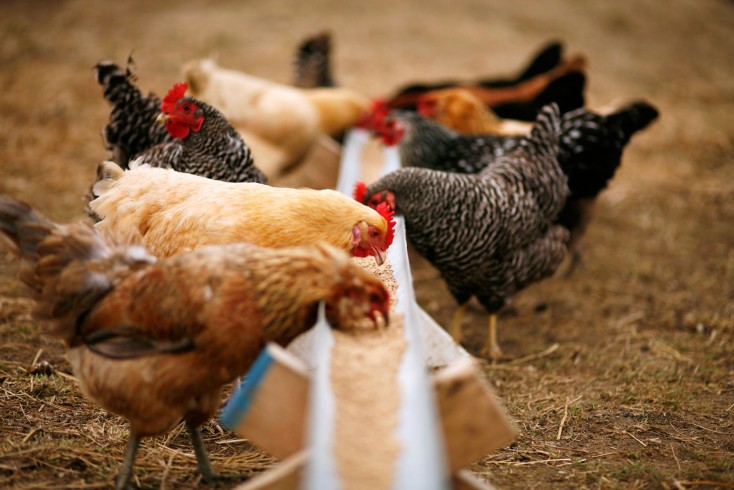 Quelle nourriture choisir pour ses poules pondeuses pour des oeufs de qualité ?
